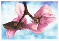 Watercolor of a hydrangea