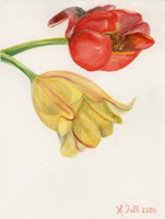Watercolor of a red tulip and a yellow tulip