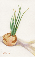 Watercolor of an onion