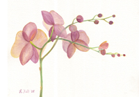 Watercolor of an orchid from behind