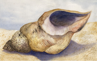 Watercolor of conch shell