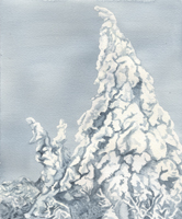 Watercolor of snow-laden pine tree