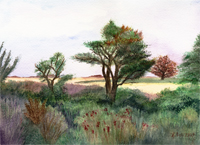 Watercolor of scene in Truro MA