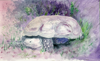 Watercolor of turtle