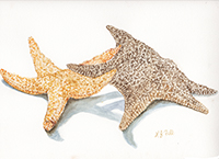 Watercolor of two starfish