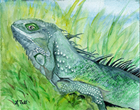 Watercolor portrait of an iguana