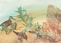 Watercolor of sandpipers on a beach