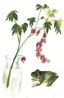 Watercolor of bleeding hearts and a frog by Harriet Fell