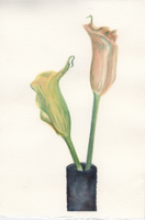 Watercolor of cala lilies in a vase by Harriet Fell